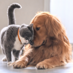 A cat and dog loving each other because they are protected with multi-pet insurance