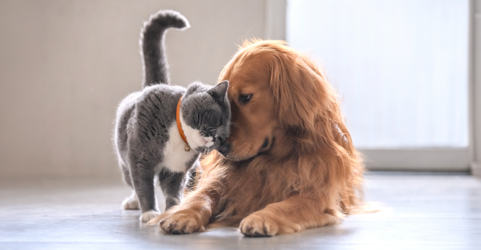 A cat and dog loving each other because they are protected with multi-pet insurance