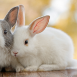 Two rabbits cuddling together as they share the top bunny breeds in South Africa