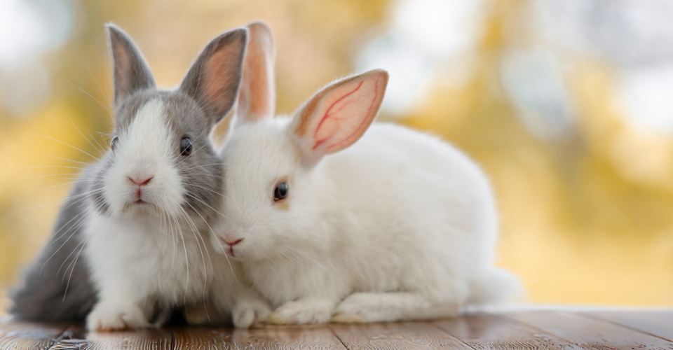 TOP 6 BUNNY BREEDS IN SOUTH AFRICA