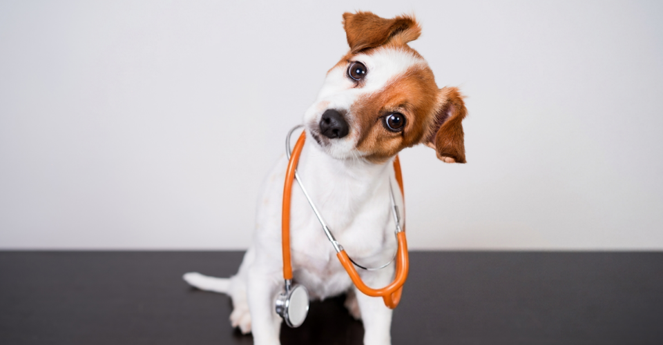 PET FIRST AID: WHAT EVERY PET PARENT SHOULD KNOW
