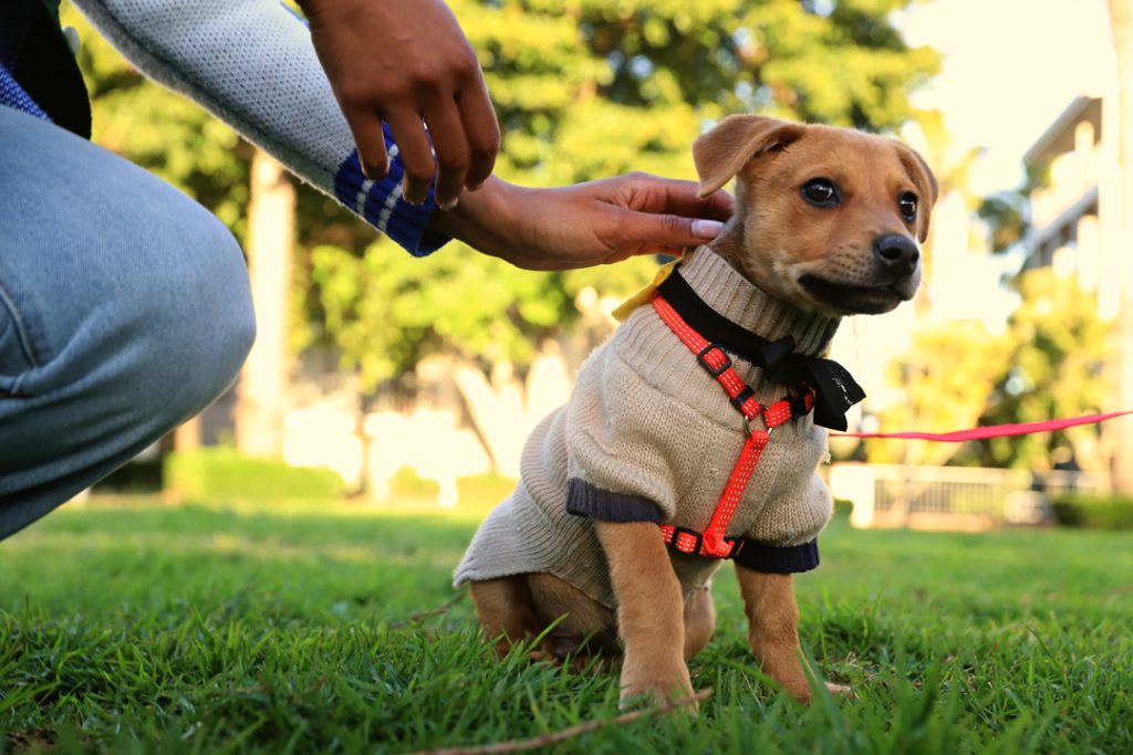 African Tails puppy, Fabrizio, up for adoption saying hello to Dotsure at The Galileo Open Air Cinema pet-friendly movie night in Cape Town