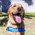 A guide dog puppy smiling at the camera, wearing their guide-dog puppy training harness.
