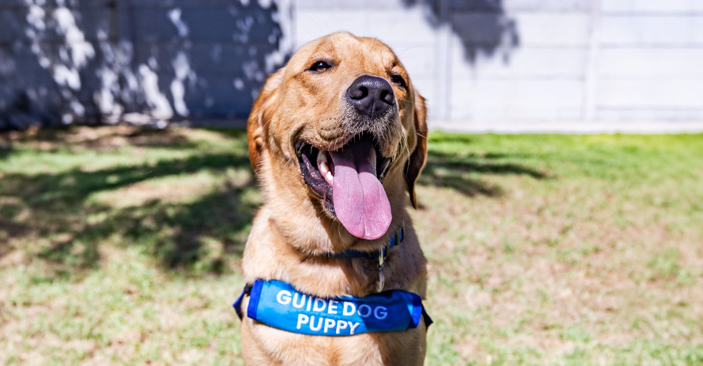 A guide dog puppy smiling at the camera, wearing their guide-dog puppy training harness.