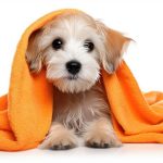 A puppy covered in a blanket with their paws out as their owner wonders how big their puppy might grow.