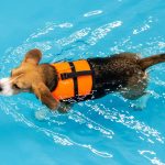 A puppy swimming in a pool with a life jacket on, showing the importance of aqua therapy for dogs