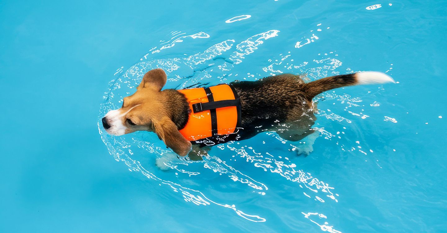 A puppy swimming in a pool with a life jacket on, showing the importance of aqua therapy for dogs