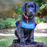 Winnie, new SA Guide-Dogs Association puppy whose training is sponsored by Dotsure.