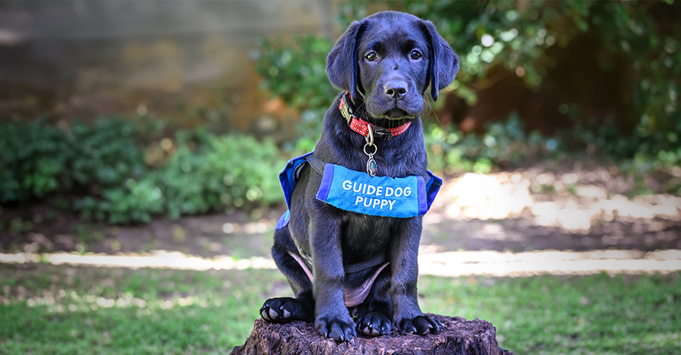 Winnie, new SA Guide-Dogs Association puppy whose training is sponsored by Dotsure.