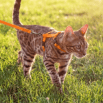 A brown and black cat with an orange harness walking in a green field.