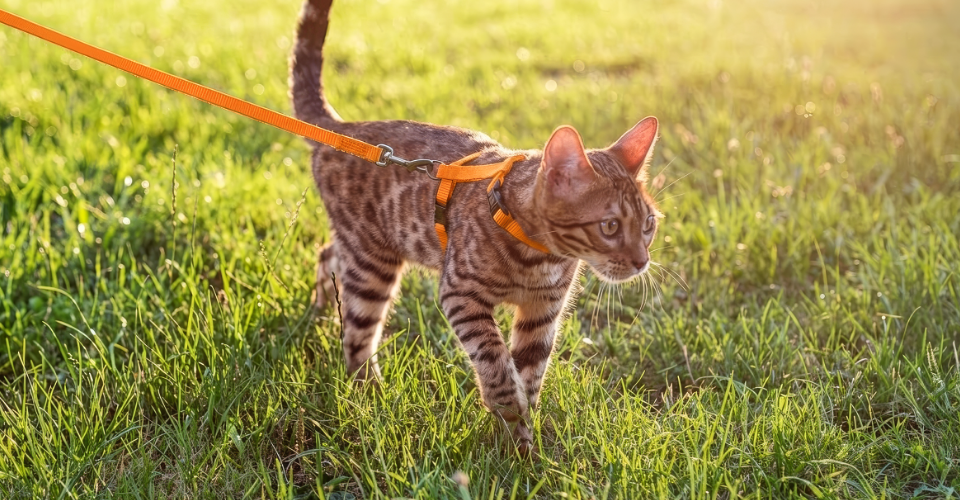 A brown and black cat with an orange harness walking in a green field.