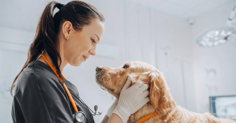 A VET’S PERSPECTIVE ON ZOONOSIS