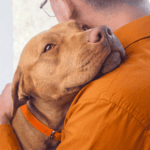 a man in an orange shirt hugs his staffy, a good family dog.