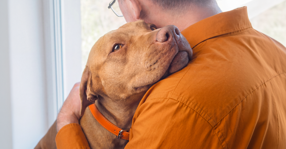 a man in an orange shirt hugs his staffy, a good family dog.