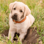 a dog digging a hole in the garden showing pet behaviour