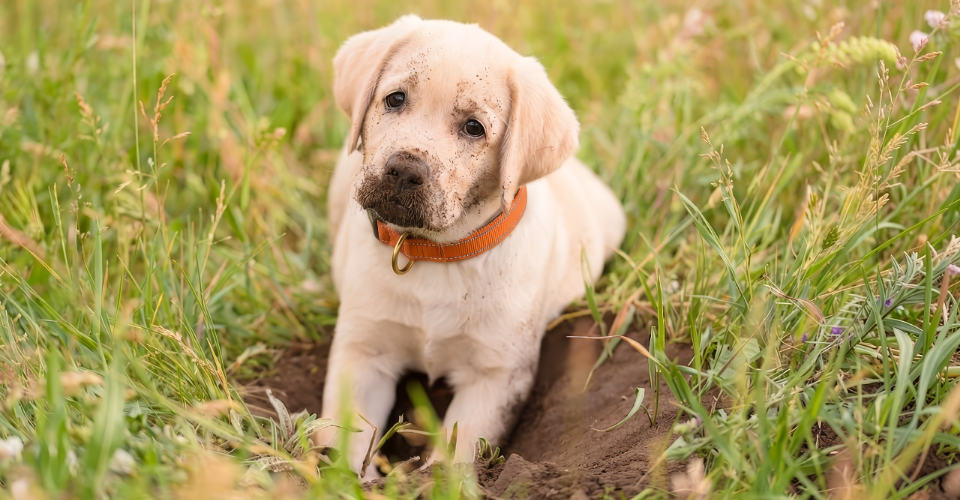 a dog digging a hole in the garden showing pet behaviour