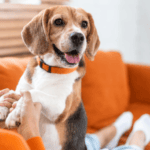 a puppy sitting on an orange couch as the pet parent searches pet health questions