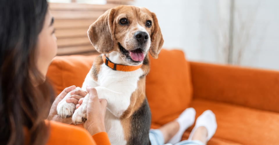 a puppy sitting on an orange couch as the pet parent searches pet health questions