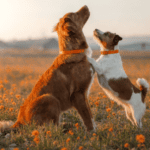 Two dogs playing in a field showing how different breeds interact