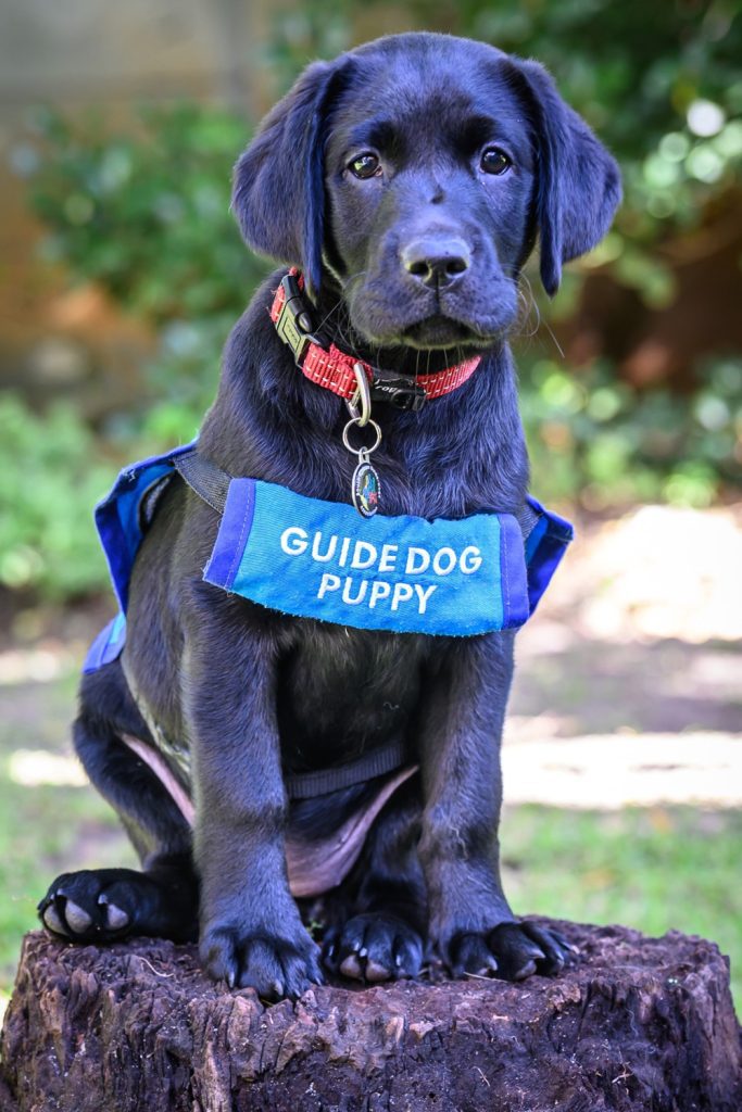Dotsure sponsored guide dog puppy in training.