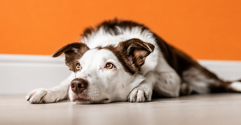 VET ADVICE: RABIES PREVENTION