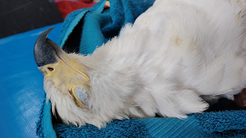 A female African Fish Eagle recovering after surgery performed by Dr Blignaut at George Animal Hospital.