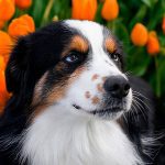An Australian shepherd in a field of flowers highlighting the importance of spring pet health.
