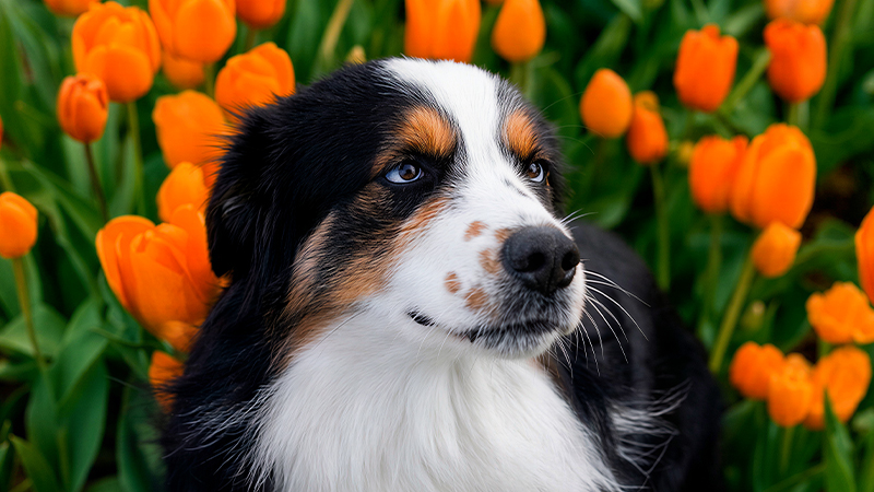 An Australian shepherd in a field of flowers highlighting the importance of spring pet health.