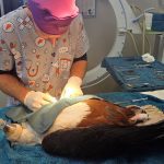 Dr Blignaut caring for a female African Fish Eagle at George Animal Hospital.