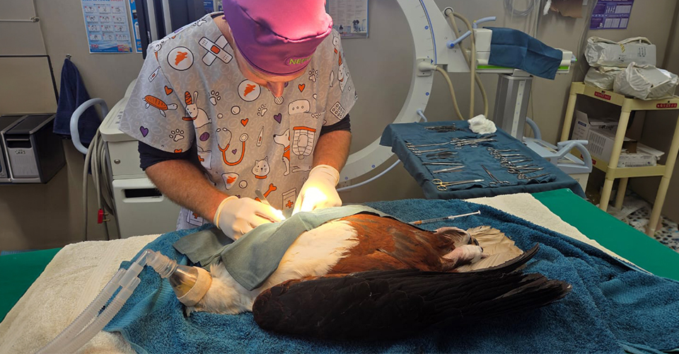 Dr Blignaut caring for a female African Fish Eagle at George Animal Hospital.