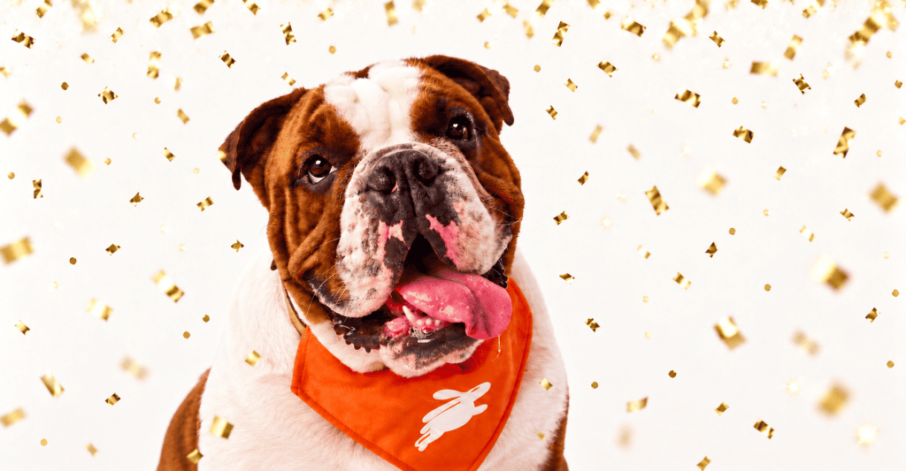 AWARD-WINNING PET INSURANCE: DOTSURE CELEBRATES NEW ACCOLADES