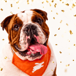 Dotsure celebrating Best Pet Insurance awards 2026