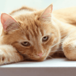 A ginger cat lying down as it's owner wonders if pets can get depressed