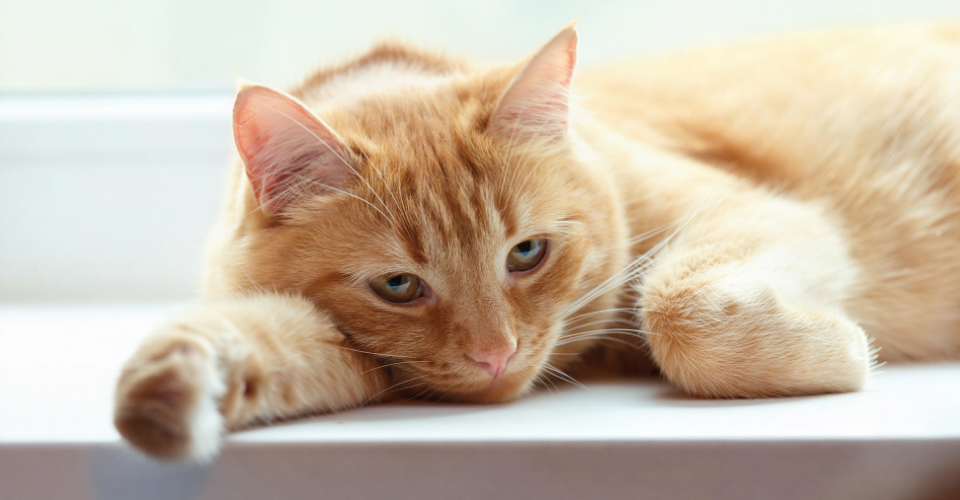 CAN PETS GET DEPRESSED? SIGNS, CAUSES, AND VET ADVICE
